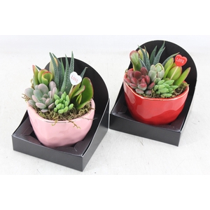 arr3 AD - Ker. heart mix x6