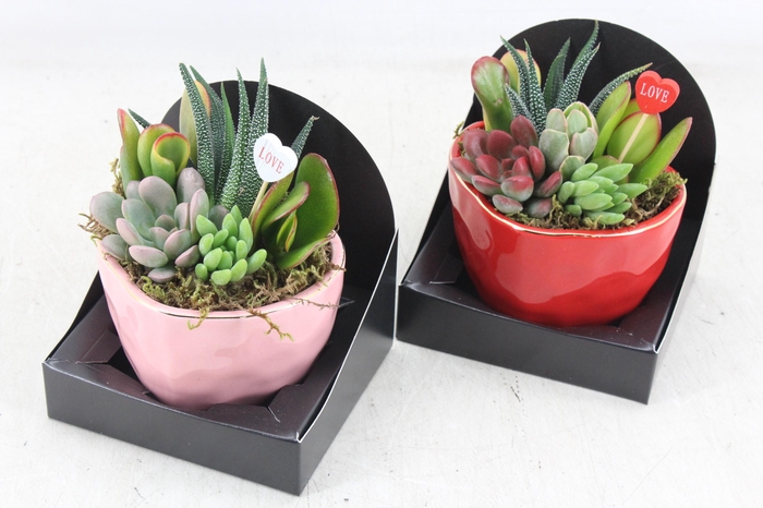 <h4>arr3 AD - Ker. heart mix x6</h4>