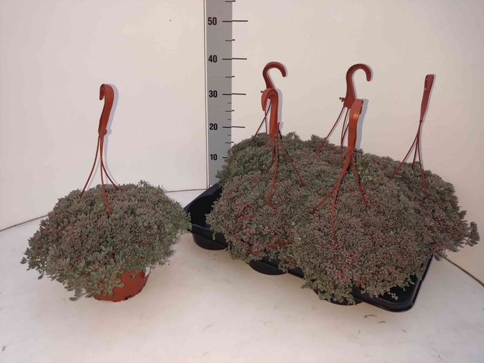 <h4>SEDUM CAUT LIDAKENSE</h4>