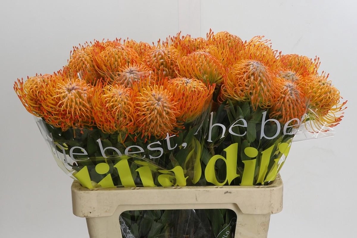 <h4>Nutans Ayoba Sun</h4>