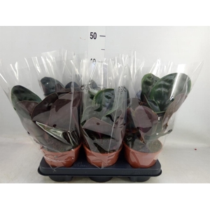 Geogenanthus cil. 'Midnight Pearl'