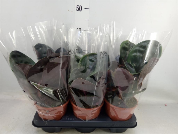 <h4>Geogenanthus cil. 'Midnight Pearl'</h4>