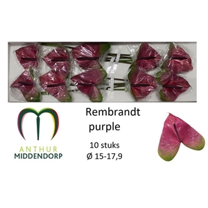 Anth A Rembr Purple