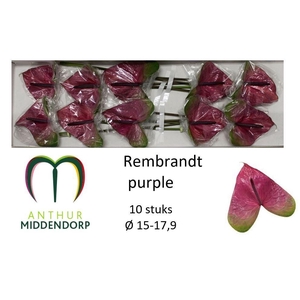 Anth A Rembr Purple