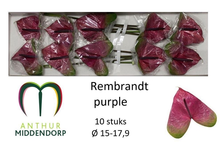 Anth A Rembr Purple