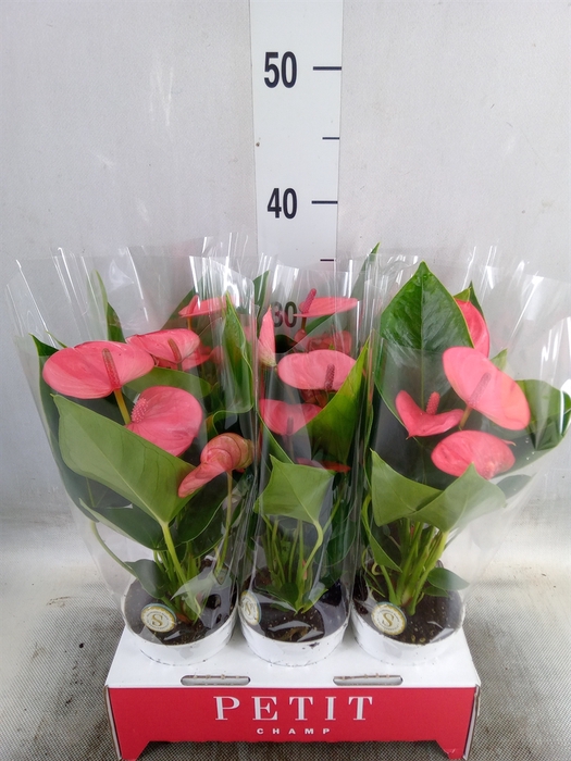 <h4>Anthurium andr. 'Pink Champion'</h4>