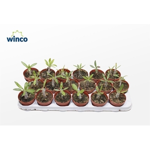 Pachypodium Saundersii