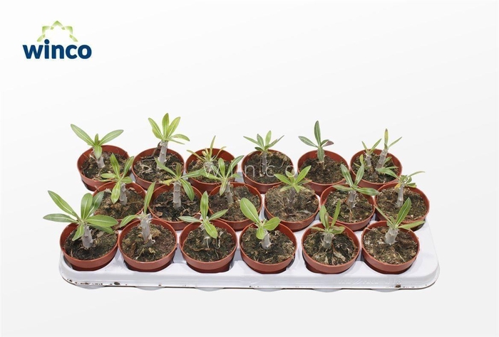 <h4>Pachypodium Saundersii</h4>