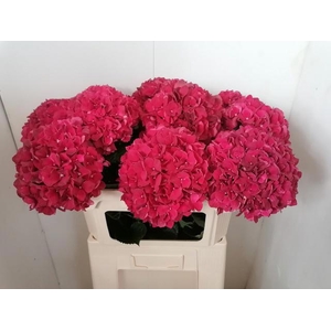 HYDR M MAG RUBYRED