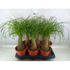 Beaucarnea recurvata