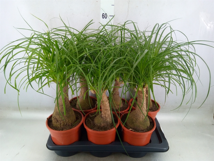 <h4>Beaucarnea recurvata</h4>