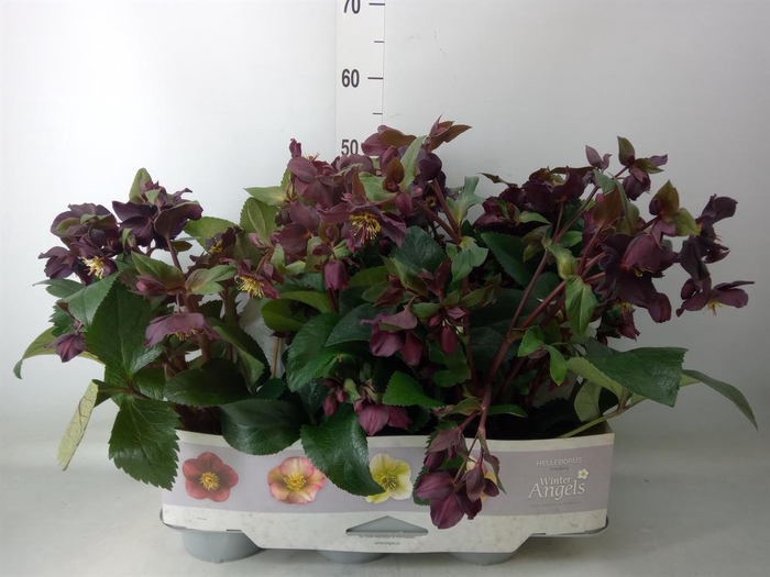 <h4>Helleborus ori.</h4>
