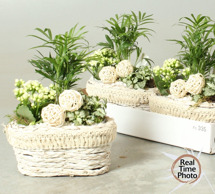 <h4>ARR KAMERPL</h4>