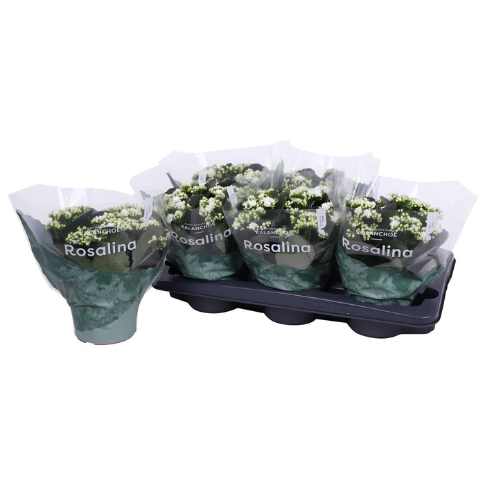 <h4>Kalan Gev Wit</h4>