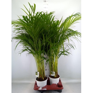 Dypsis lutescens   ...Chrysalidoca