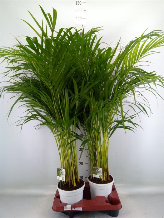 <h4>Dypsis lutescens   ...Chrysalidoca</h4>
