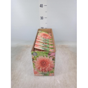 Dahlia   ...flowerbulbs