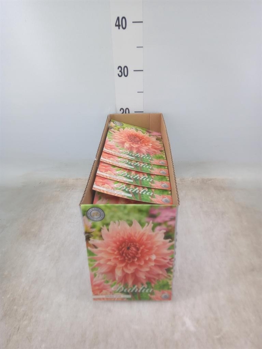 <h4>Dahlia   ...flowerbulbs</h4>