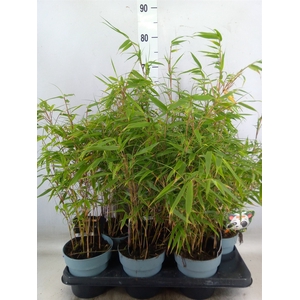 Fargesia rufa
