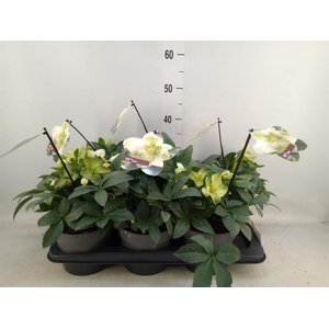 Helleborus  'Viv Viviana'