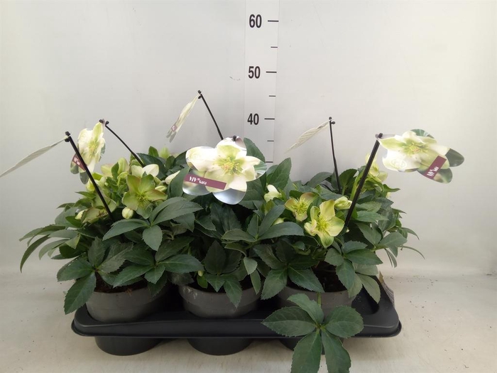 <h4>Helleborus  'Viv Viviana'</h4>