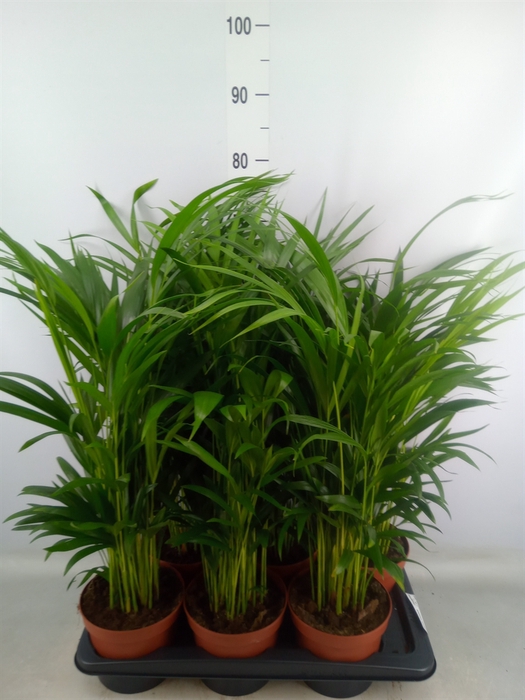 <h4>Dypsis lutescens   ...Chrysalidoca</h4>