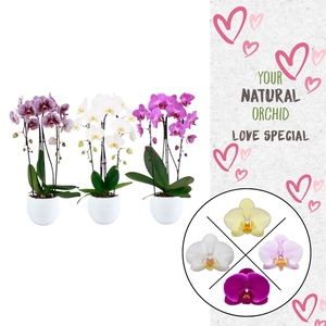 Phal. 2 spike Cascade Mix in Lisa keramiek