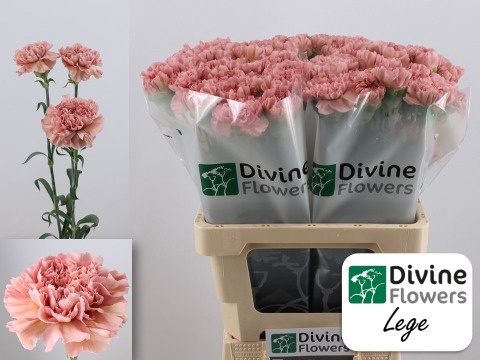 <h4>Di St Lege Pink</h4>