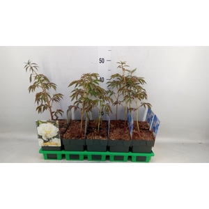 Paeonia lact. 'Duchesse d Nem'