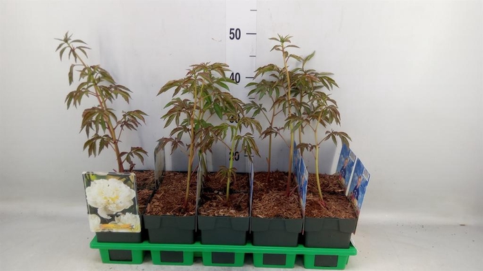 <h4>Paeonia lact. 'Duchesse d Nem'</h4>