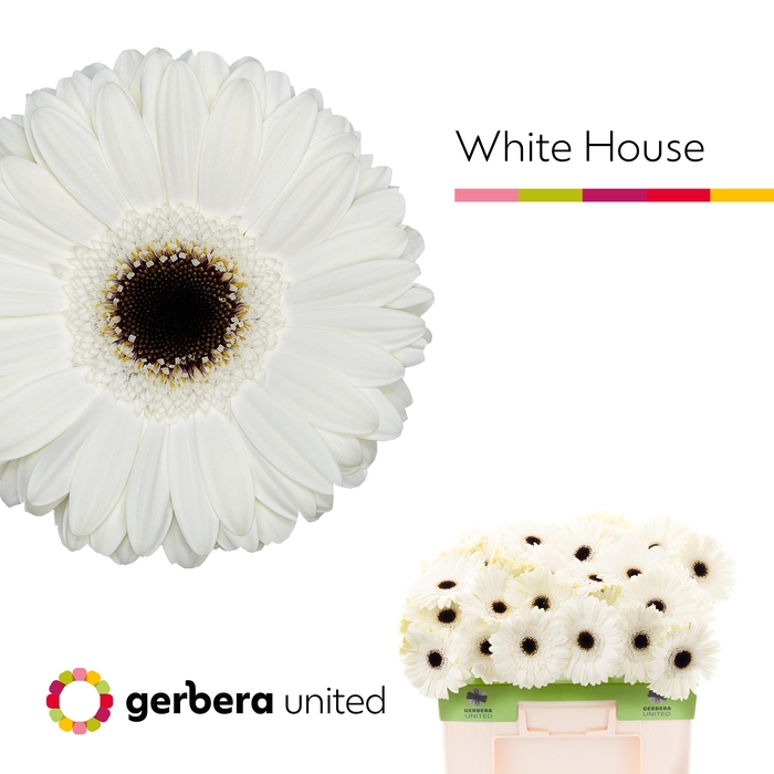 <h4>Gerbera White House Water</h4>