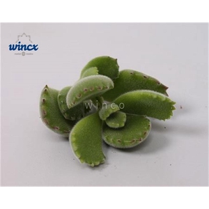 Cotyledon Ladysmithiensis Cutflower