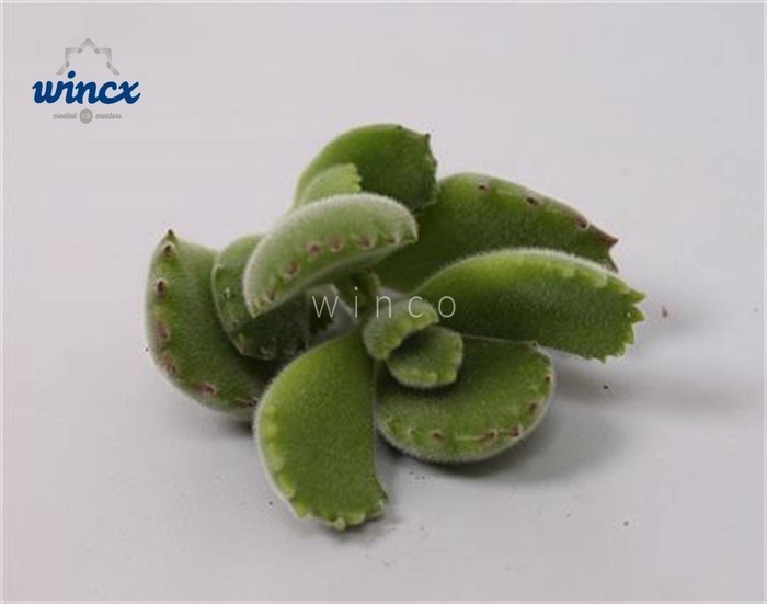 <h4>Cotyledon Ladysmithiensis Cutflower</h4>