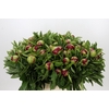 Paeonia Red Charm