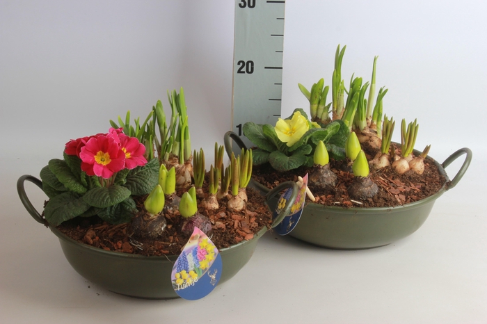 <h4>ARR BOL KNOLGEWAS</h4>