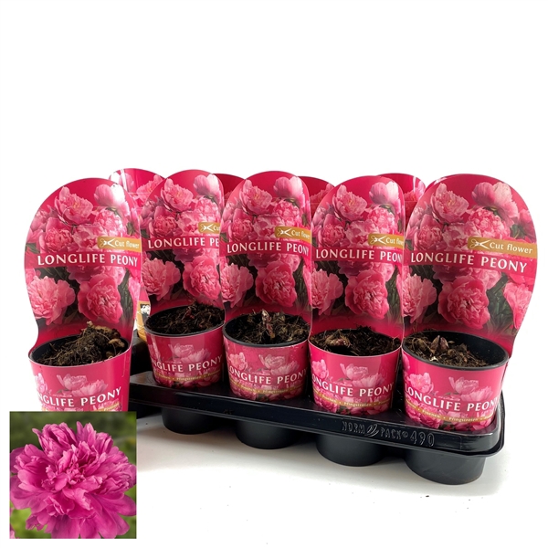 <h4>Paeonia 12CM C1 Roze Longlife</h4>