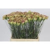 Dianthus St Viper