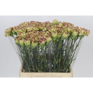 Dianthus St Viper