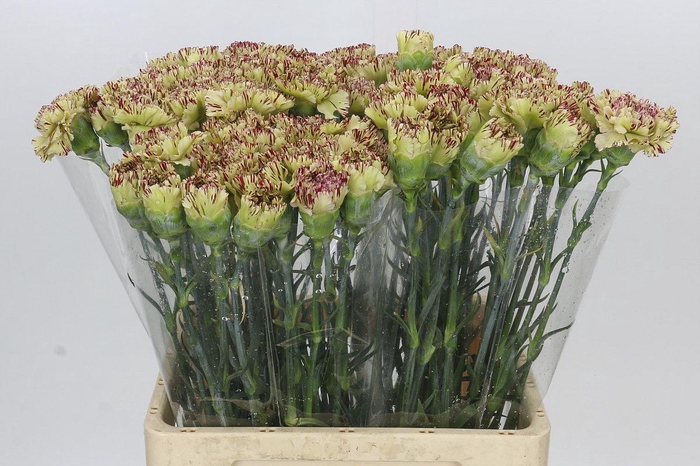 <h4>Dianthus St Viper</h4>