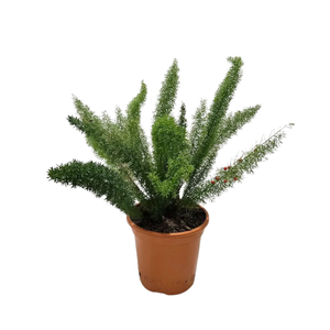 Asparagus overig