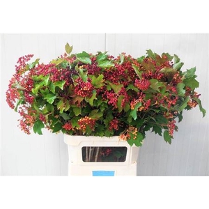 Vibur Op Compactum 90cm