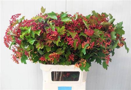 <h4>Vibur Op Compactum 90cm</h4>
