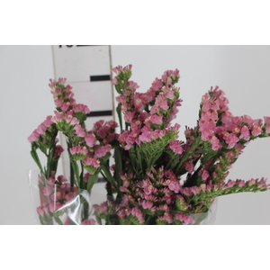 STATICE COLORFUL TASMANIA ROSE 070 CM