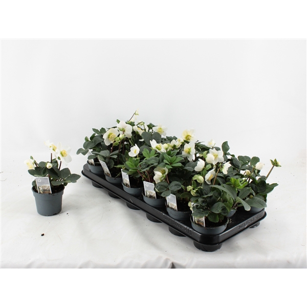 <h4>Helleborus Christmas Carol Basic S 9CM</h4>