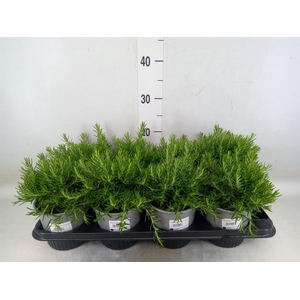Rosmarinus offi. 'Prostratus'