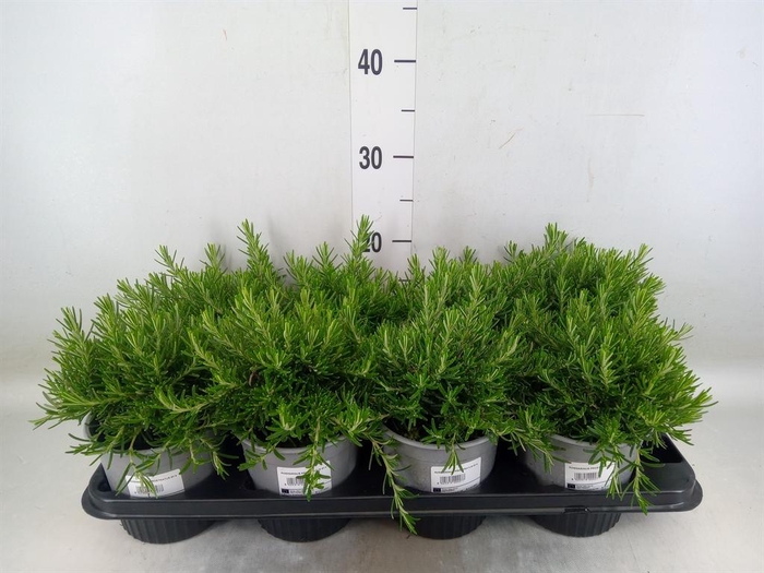 <h4>Rosmarinus offi. 'Prostratus'</h4>