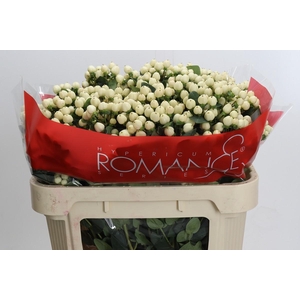 Hypericum Cool Romance Spray