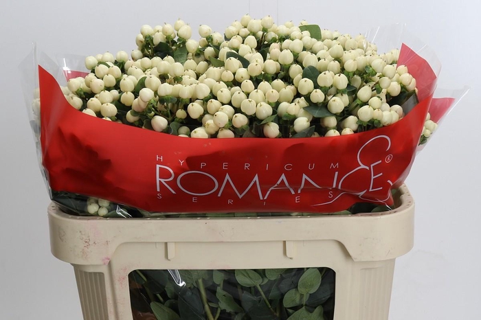 <h4>Hypericum Cool Romance Spray</h4>