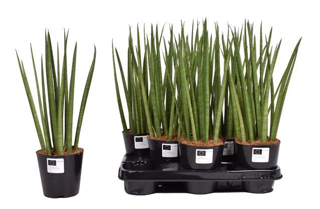 Sansevieria Cylindrica 12Ø 40cm