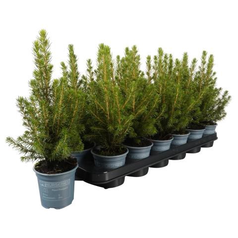 <h4>PTK252 Picea glauca Perfecta</h4>
